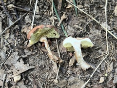 Boletus alutaceus