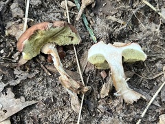 Boletus alutaceus