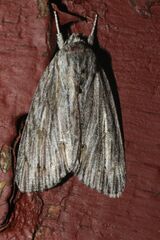 Acronicta lithospila