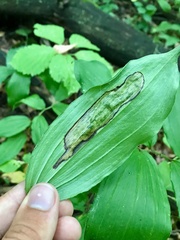 Synchysa tricincta