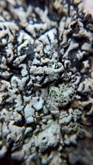 Hypogymnia bitteri