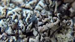Hypogymnia bitteri