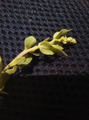 Atriplex tampicensis