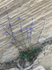 Penstemon humilis obtusifolius