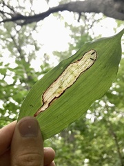 Synchysa tricincta