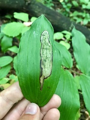 Synchysa tricincta
