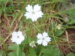 Heliosperma pusillum