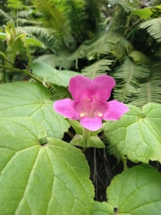 Lophospermum erubescens