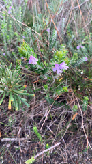 Prostanthera densa