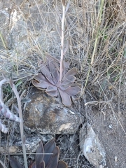 Echeveria lyonsii