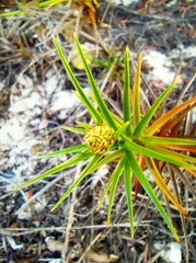 Cyperus pedunculatus