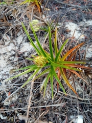 Cyperus pedunculatus