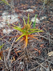 Cyperus pedunculatus