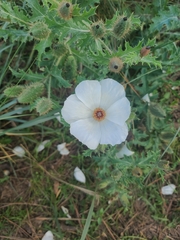 Argemone platyceras