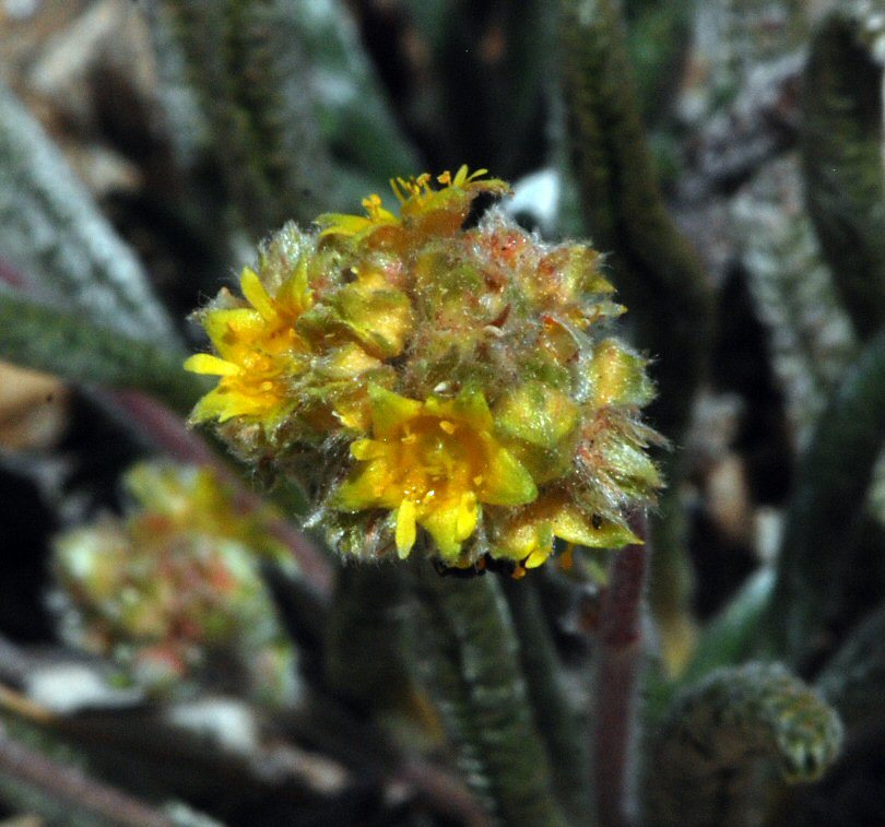 Ivesia muirii