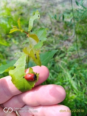 Chrysomela populi