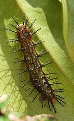 Cupha prosope