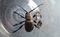 Moneilema variolare
