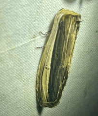 Truncaptera truncata