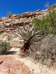 Aloe comosa
