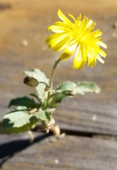 Crepis bursifolia