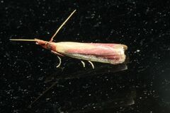 Peoria approximella