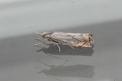 Crambus albellus