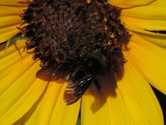 Bombus pensylvanicus
