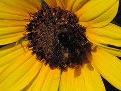 Bombus pensylvanicus