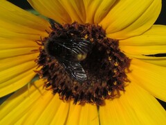 Bombus pensylvanicus