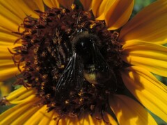 Bombus pensylvanicus