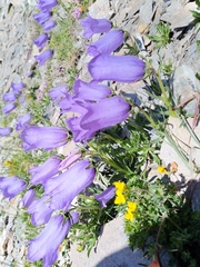 Campanula alpestris
