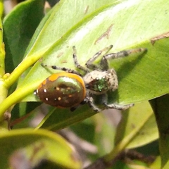 Paraphidippus