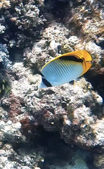 Chaetodon oxycephalus