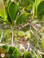 Paraphidippus