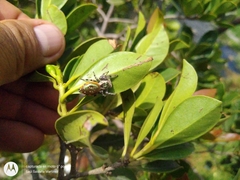 Paraphidippus