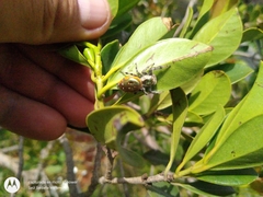 Paraphidippus