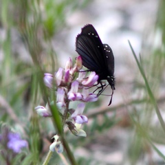 Pholisora