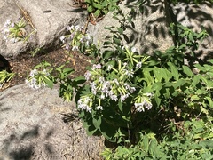 Saponaria officinalis