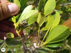 Paraphidippus