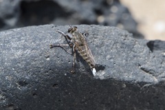 Promachus consanguineus