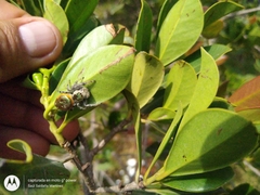 Paraphidippus