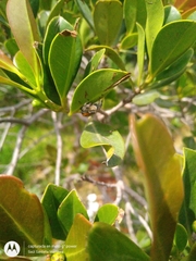 Paraphidippus