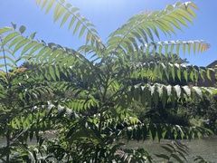 Ailanthus altissima