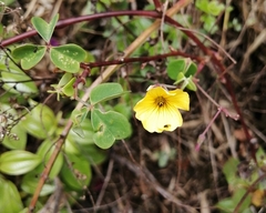 Oxalis lotoides