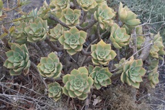 Aeonium lancerottense image