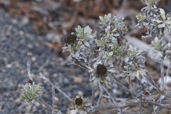 Asteriscus intermedius image