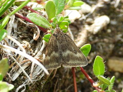 Pyrausta aerealis
