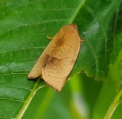 Cacoecimorpha pronubana