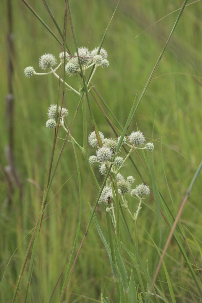 rattlesnake master from Cherokee Marsh South, Madison, WI, USA on
